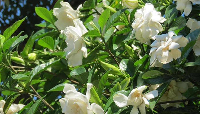 ���ӻ��Ĺ�Ч������ ���ӻ�ͼƬ